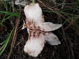 Hygrophorus purpurascens image