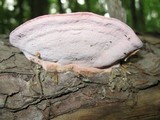 Fomitopsis cajanderi image