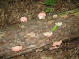 Fomitopsis cajanderi image