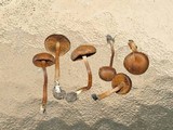 Pachylepyrium carbonicola image