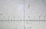 Ramaria rasilispora image