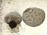 Calbovista subsculpta image