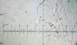 Ripartites tricholoma image