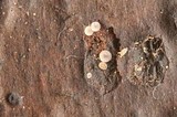 Orbilia luteorubella image