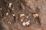 Orbilia luteorubella image