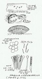 Orbilia luteorubella image