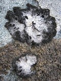 Lasallia pustulata image