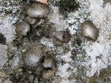 Lasallia pustulata image