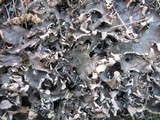 Peltigera neckeri image