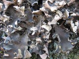 Peltigera neckeri image