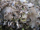 Peltigera neckeri image