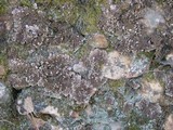 Peltigera neckeri image