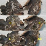 Peltigera neckeri image