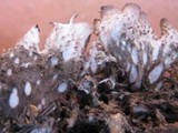 Peltigera neckeri image