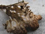 Peltigera neckeri image