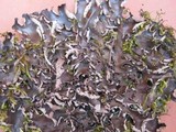 Peltigera neckeri image