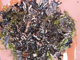 Peltigera neckeri image