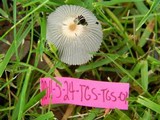Parasola plicatilis image