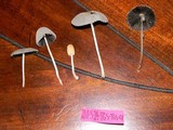 Parasola plicatilis image