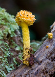 Cyptotrama asprata image