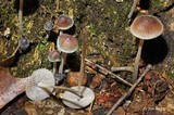 Mycena subcaerulea image
