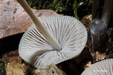 Mycena subcaerulea image