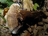 Coltricia montagnei var. greenei image