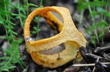 Clathrus columnatus image