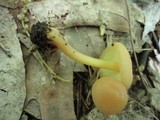 Gymnopus subsulphureus image