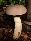 Retiboletus griseus image