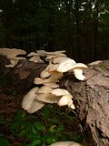 Pleurotus pulmonarius image