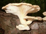 Pleurotus pulmonarius image
