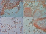 Amanita simulans image