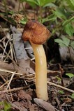 Verpa conica image
