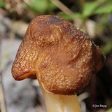Verpa conica image