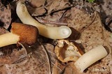 Verpa conica image