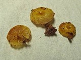 Chromosera cyanophylla image
