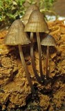 Mycena silvae-nigrae image