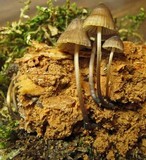 Mycena silvae-nigrae image