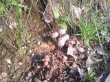 Coprinellus hiascens image