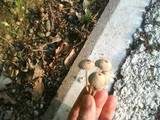 Coprinellus hiascens image