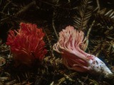 Ramaria araiospora image
