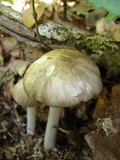 Megacollybia rodmani image