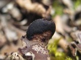Peltigera neckeri image