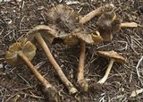 Inocybe assimilata image
