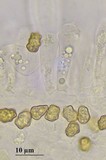 Inocybe assimilata image