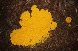 Fuligo septica image