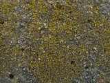 Candelariella aurella image