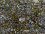 Candelariella aurella image