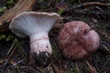 Hygrophorus purpurascens image